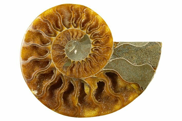 Cut & Polished Ammonite Fossil (Half) - Crystal Pockets #310682